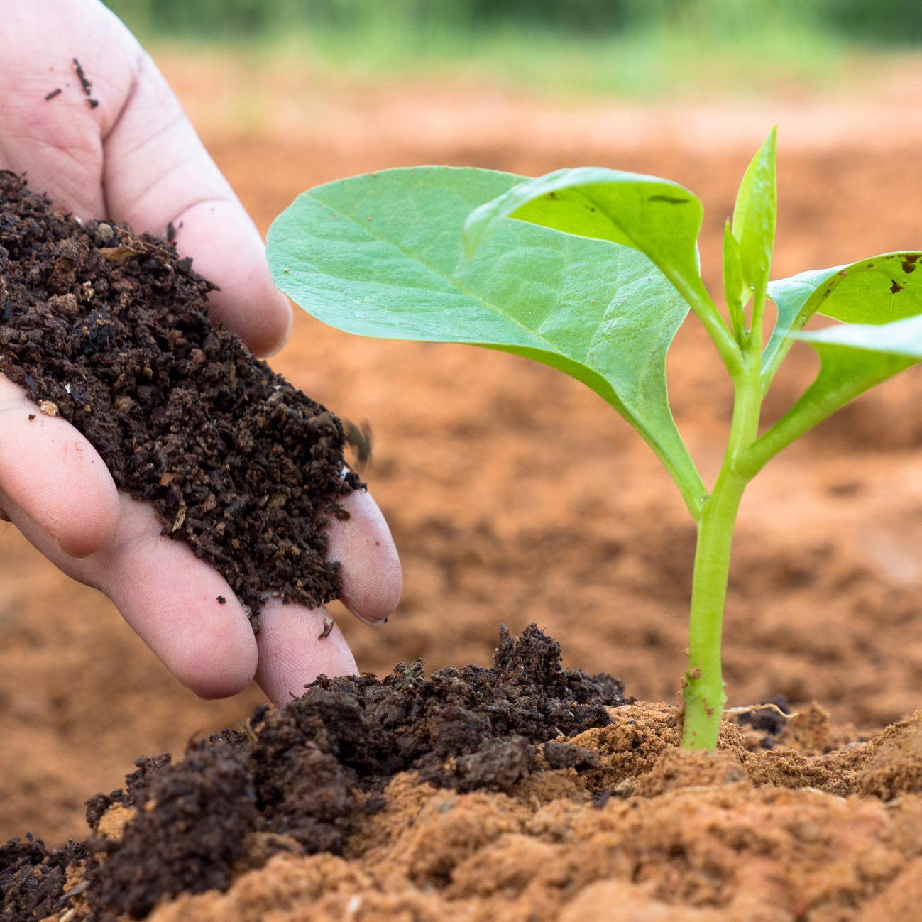 fertilizer tea saponin powder