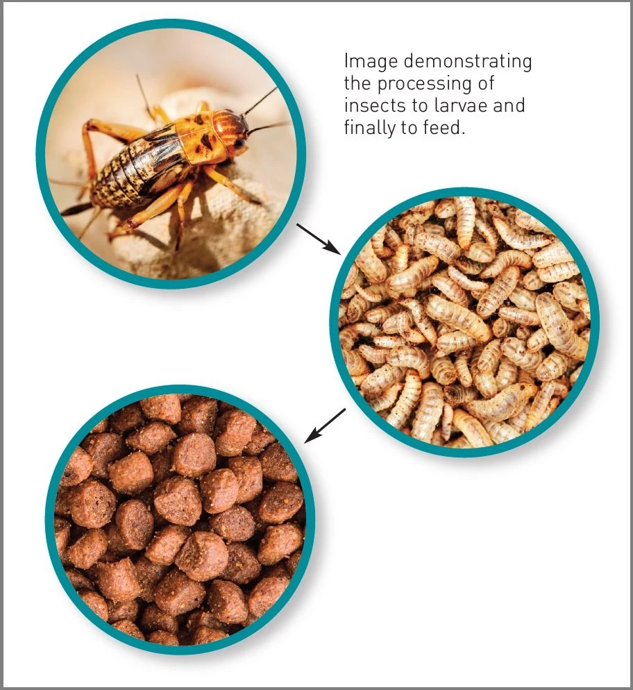Insect protein supplier