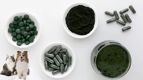 Bulk Spirulina Powder Wholesale Bulk Spirulina Powder Wholesale