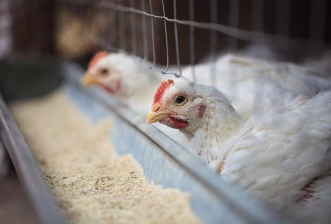 Bulk hemp seed protein powder Bulk hemp seed protein powder