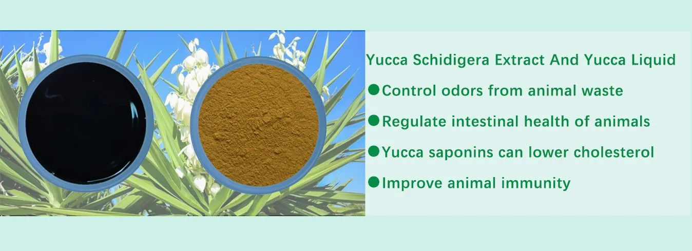 Yucca Extract Manufacturers