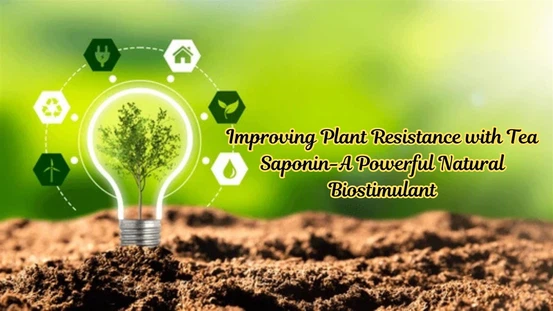 Tea saponin powder manufacturer Tea saponin powder manufacturer