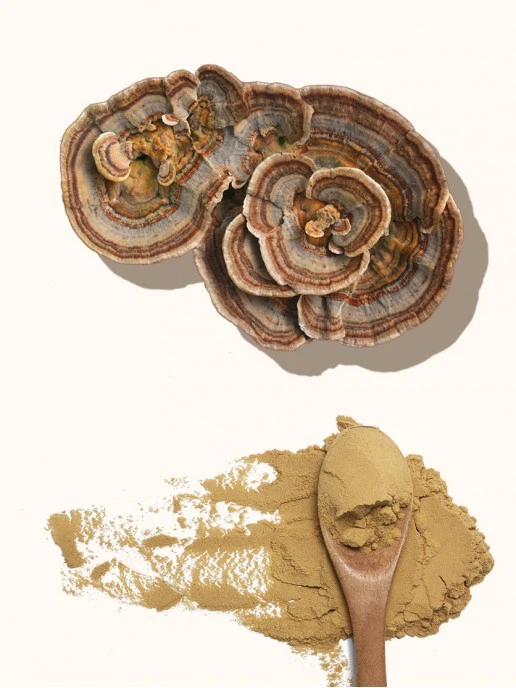 turkey-tail-mushroom-extract1-516x688w
